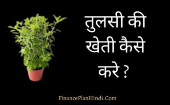 How to Start Tulsi Farming Business